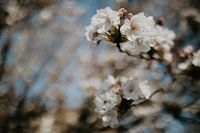 S'épanouir avec le bokeh