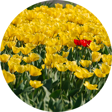 Gele tulpen van Erik Reijnders