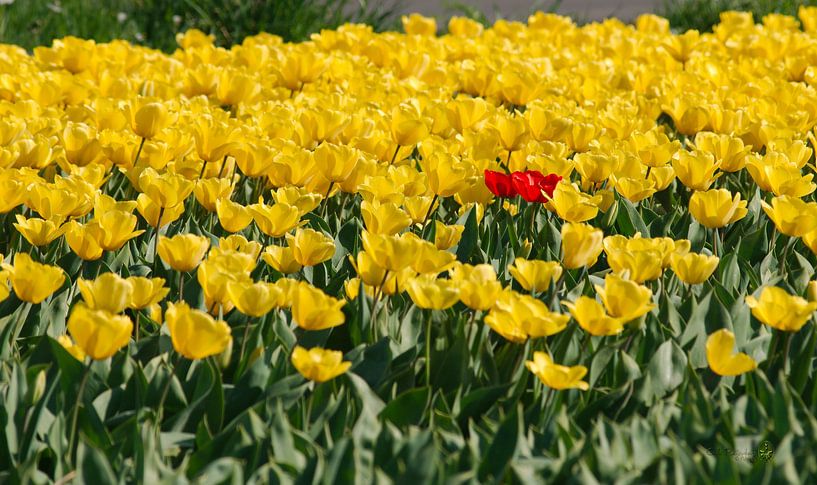 Gele tulpen van Erik Reijnders