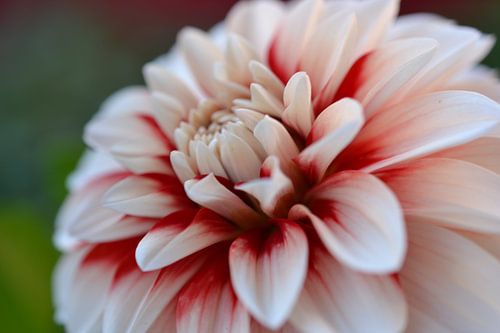 Dahlia