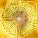 Mandala - Himmelsblume Sonne von Christine Nöhmeier Miniaturansicht