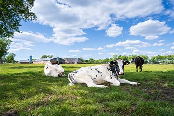 Koeien in de wei op groen gras en mooie wolkenwolken. van Marco Hoogma