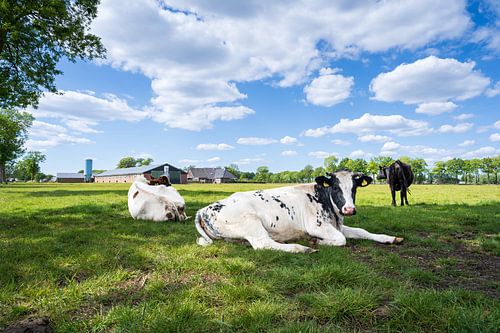 Koeien in de wei op groen gras en mooie wolkenwolken.