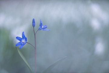 Sneeuwroem tussen de lenteklokjes. van Francis Dost