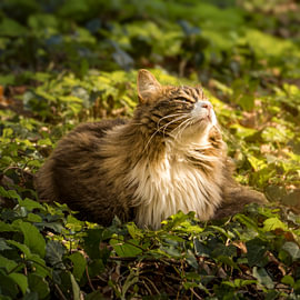A cat enjoying the sun. by Jurgen Van Der Smissen