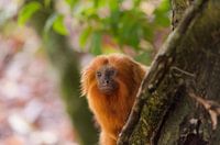 Golden lion monkey Face