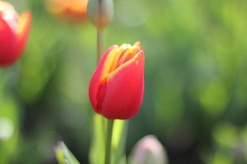 Rood tulp
