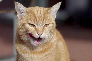 Rode kat die haar mond likt van cuhle-fotos