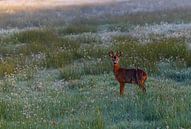 hert  by ton vogels thumbnail