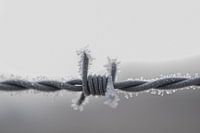 frozen barbed wire 