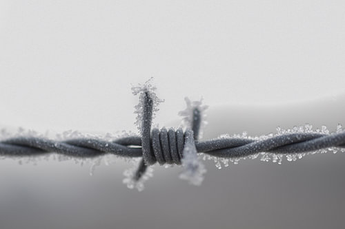 frozen barbed wire 