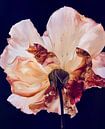 Not just a rose van NMG thumbnail