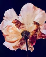 Not just a rose