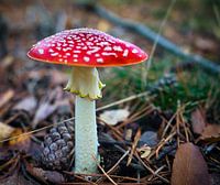 Fly agaric