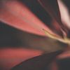 Macro van een rode bloem van Kees van der Rest