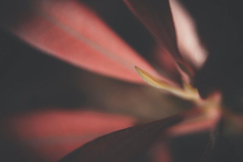 Macro van een rode bloem by Kees van der Rest