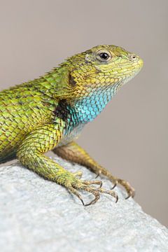 Smaragd Stekelleguaan (Sceloporus malachiticus) van Ronald Pol