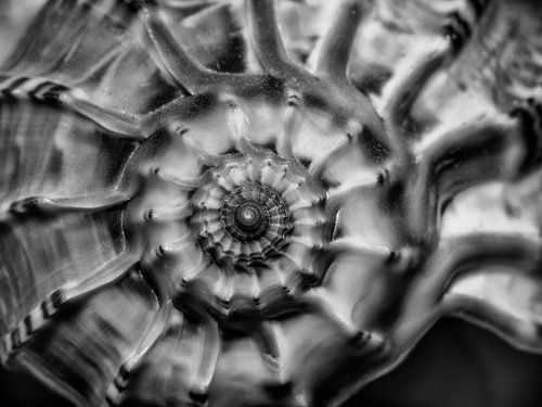 Detail van een zeeslak