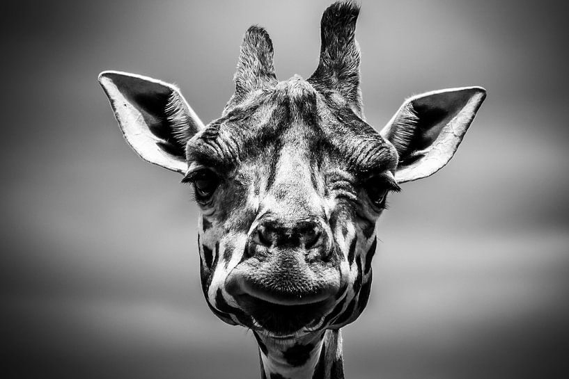 Giraffe by Walljar