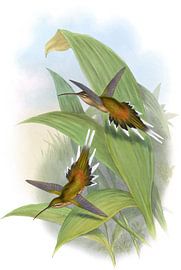 L'ermite de Pretre, John Gould