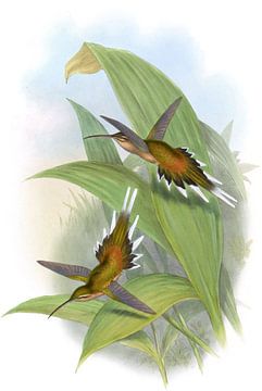 Pretre's Hermit, John Gould van Hummingbirds