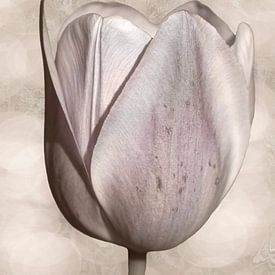 Tulip in zartem Taupe. von Alie Ekkelenkamp