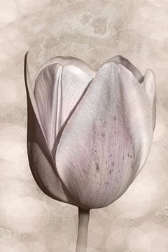 Tulip in zartem Taupe. von Alie Ekkelenkamp