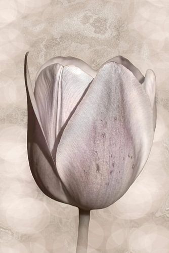 Tulp in zacht taupe.