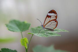 Glasswing butterfly - Papillon de la Glasswing sur Albert Beukhof