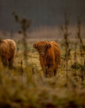 Nieuwsgierig highland cow kalf van Wouter Van der Zwan