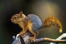 Sciurus anomalus by Alain Gaymard