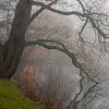 Arbre dans le brouillard, paysage hivernal au bord d'un étang sur Animaflora PicsStock