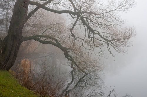Arbre dans le brouillard, paysage hivernal au bord d'un étang sur Animaflora PicsStock