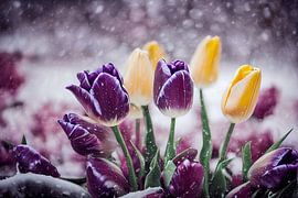 Tulpen im Schnee, Art Illustration