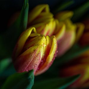 Tulpe mit Wassertropfen