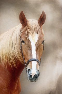 Chevaux sur Heiko Lehmann