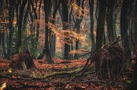 Une forêt primitive mystique au petit matin par Fotografiecor .nl Aperçu
