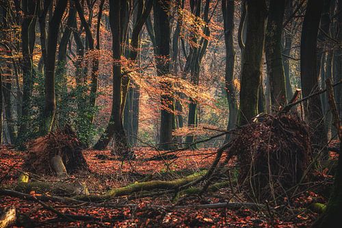 Mystischer Urwald an einem frühen Morgen