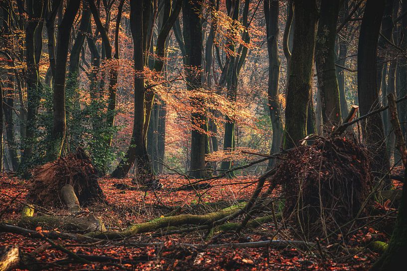 Une forêt primitive mystique au petit matin par Fotografiecor .nl