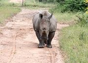 een rhino komt achter de auto aan tijdens een safari by ChrisWillemsen thumbnail