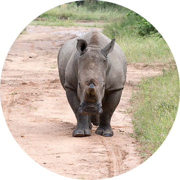 een rhino komt achter de auto aan tijdens een safari van ChrisWillemsen
