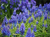 Blauwe druifjes
