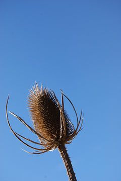 uitgebloeid in de volle zon von Spijks PhotoGraphics