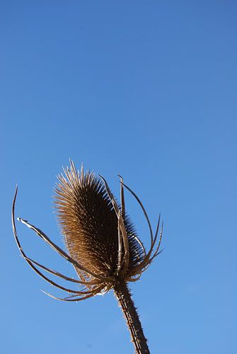 uitgebloeid in de volle zon