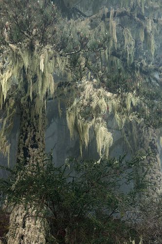 Gran Canaria mistige bossen in bergen met spaansmos door zeemist nr. 1