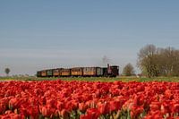 Time travel through tulips.
