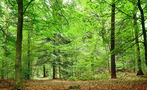 Paysage forestier à Emmen