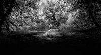 In the middle of the woods.