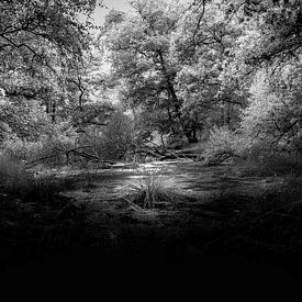 In the middle of the woods. by Renske van Lierop