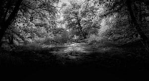 Midden in het bos van Renske van Lierop